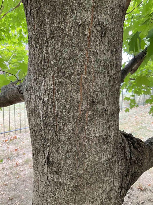 Sugar Maple bark