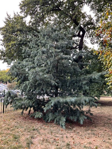 Limber Pine summer