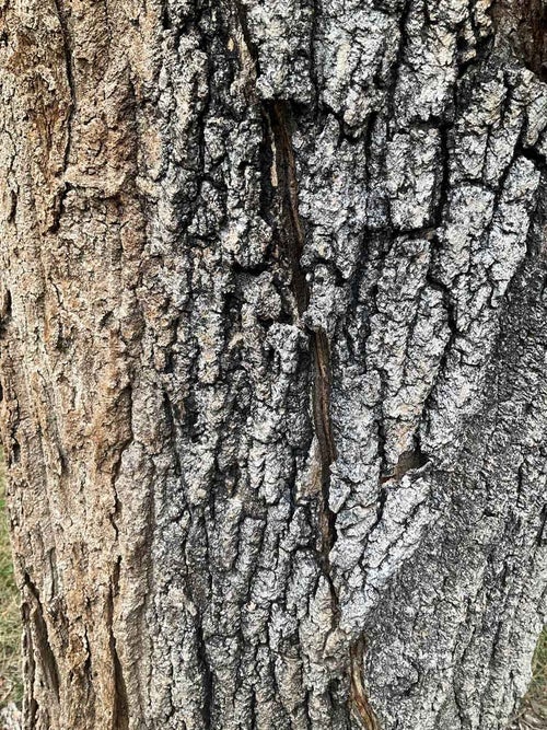 Sugar Maple bark