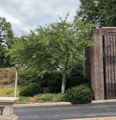 Golden Raindrops Crab summer