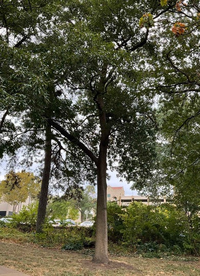 Sawtooth Oak summer