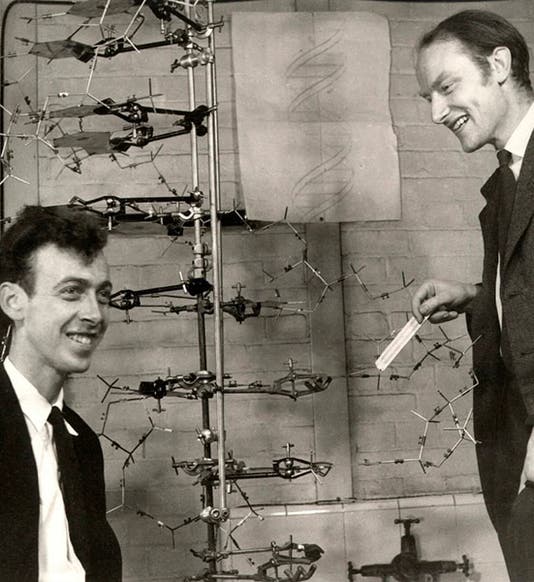 James D. Watson (left) and Francis Crick, posing with their model of DNA structure, photograph by Antony B. Brown, May 21, 1953 (npg.org.uk)