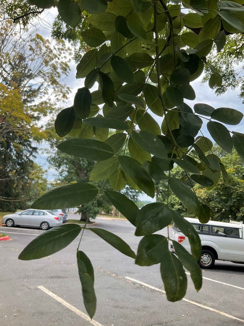 Japanese Scholar Tree leaf