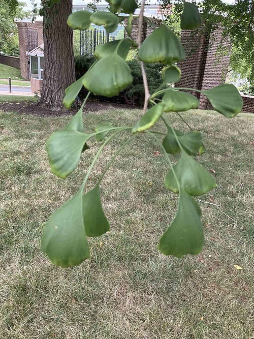 Ginkgo leaf