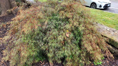 Japanese Maple summer