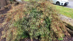 Japanese Maple summer