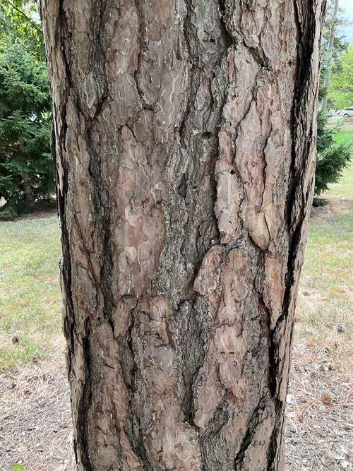 Austrian Pine bark