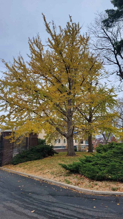 Ginkgo fall 2