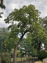 Common Catalpa summer