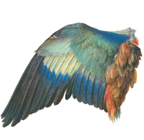 Wing of a European Roller (Corracias garrulus), by Albrecht Dürer, 1500-1512 Albertina, Vienna. 