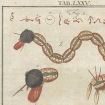 Harlequin worm, detail of hand-colored engraving, Mikroskopische Gemüths- und Augen-Ergötzung, by Martin Frobenius Ledermüller, plate 75, 1761 (The Linda Hall)
