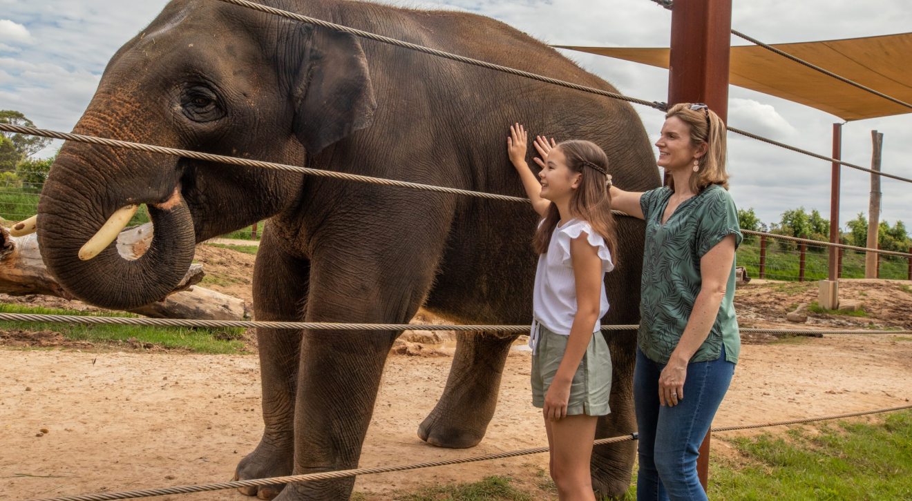 Patting an elephant at the Zoo